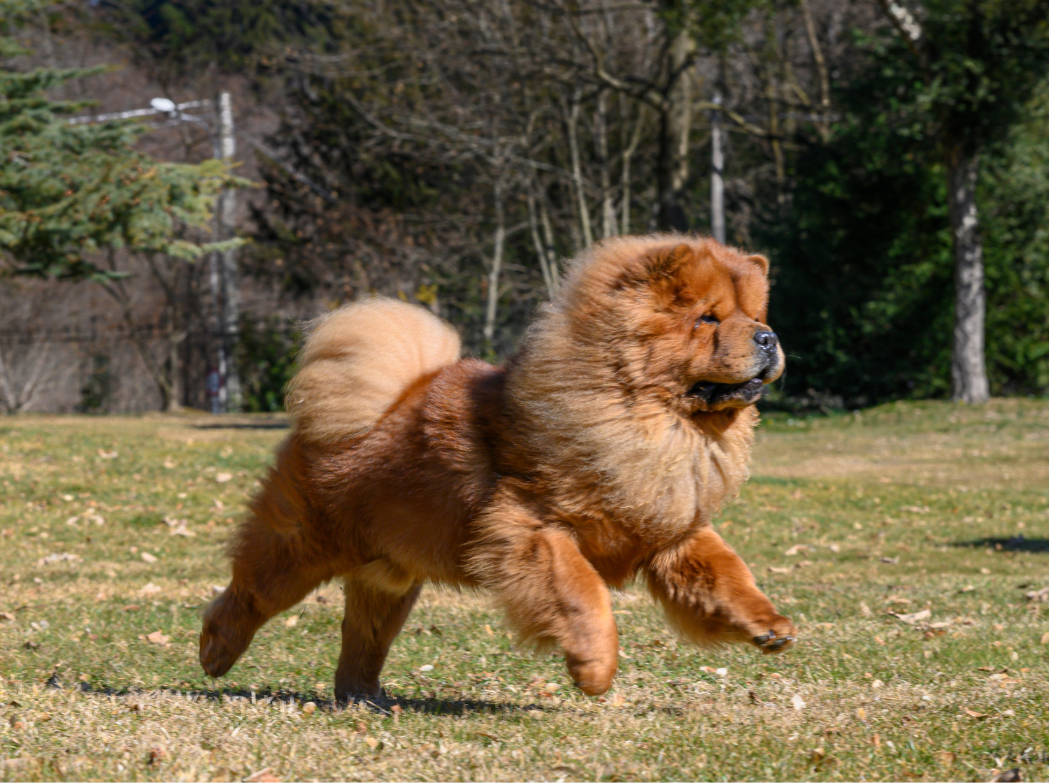 Un Chow-chow qui court