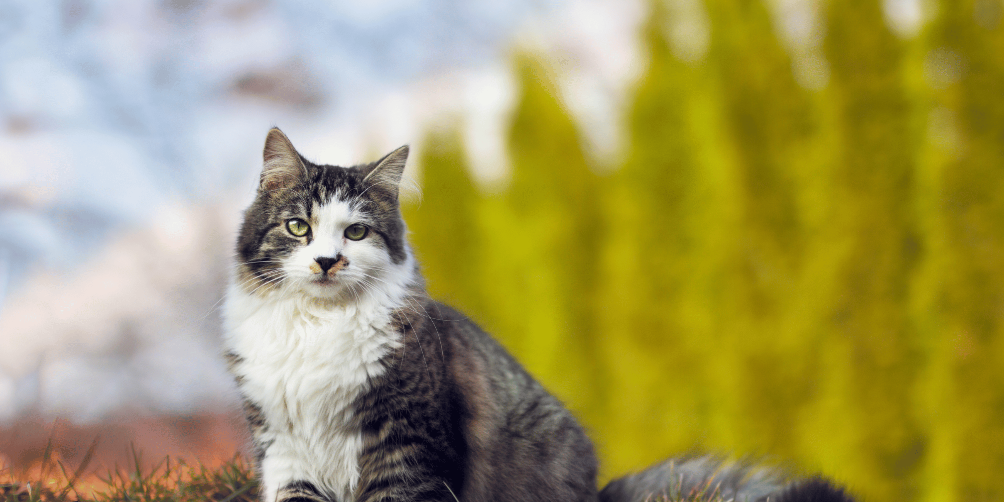 Un chat assis dans l'herbe
