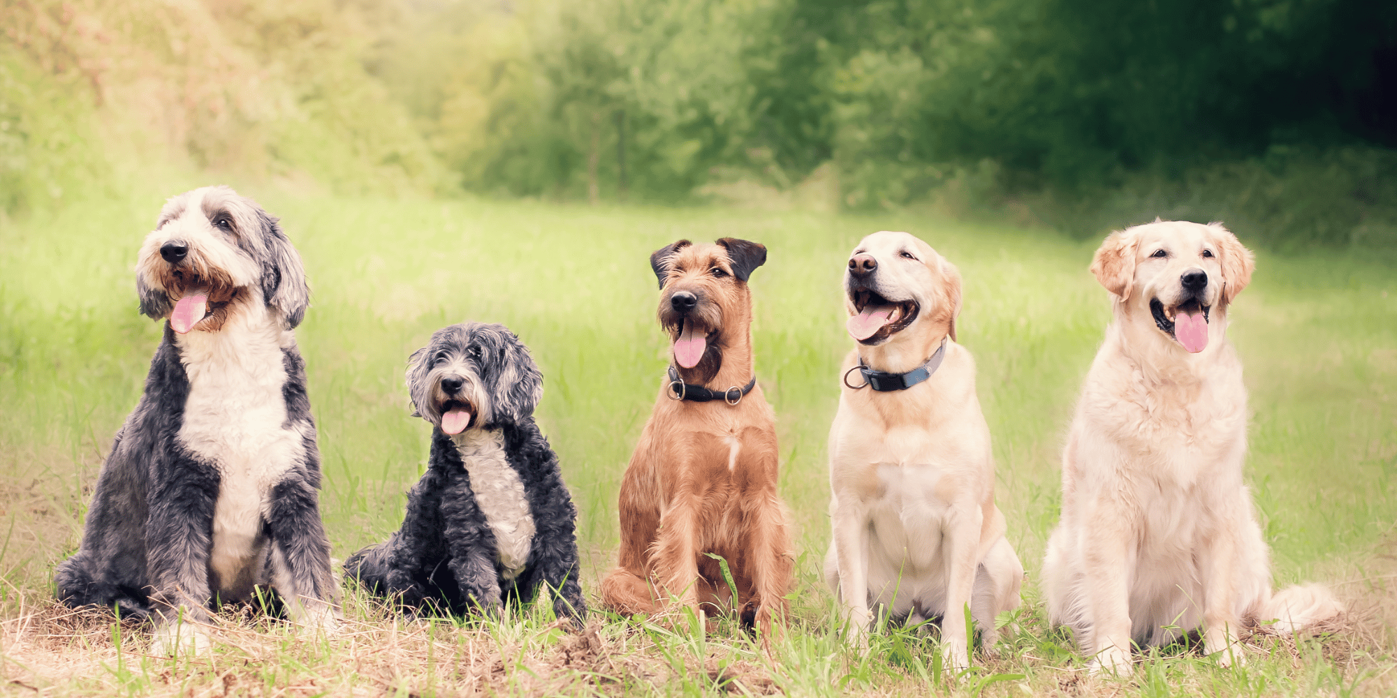 Des chiens assis dans l'herbe