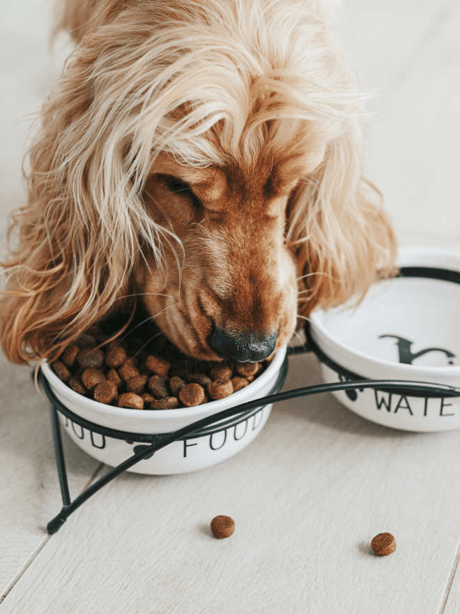 Un chien qui mange des croquettes dans sa gamelle