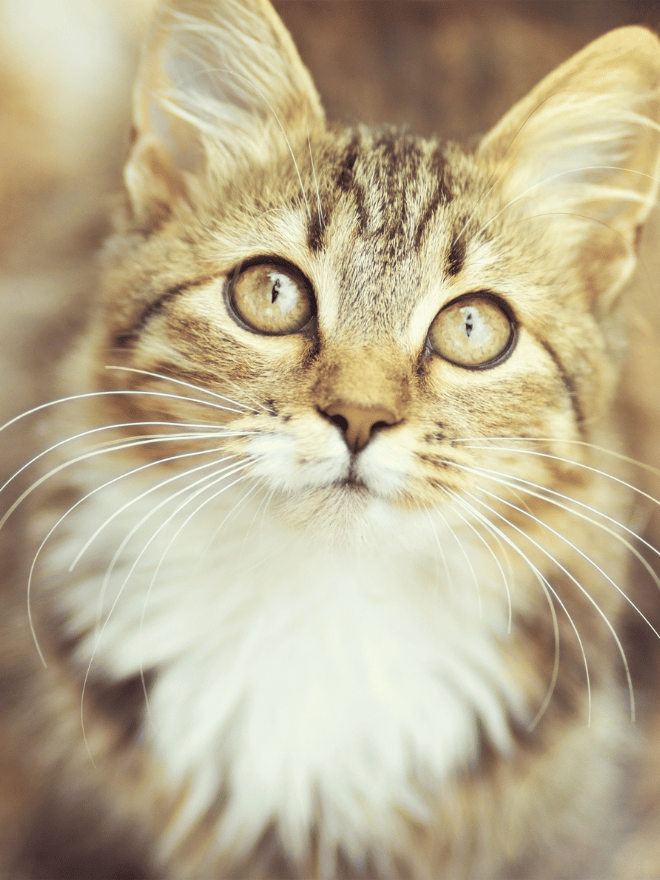 Un chat aux yeux verts qui regarde la caméra