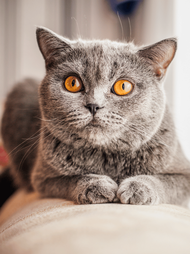 Un chat gris allongé avec des yeux ambrés