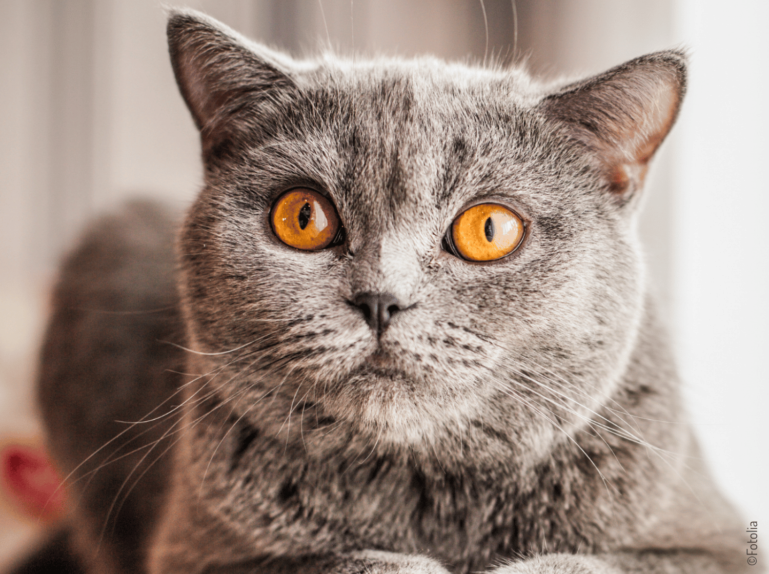 Chat gris allongé aux yeux ambrés