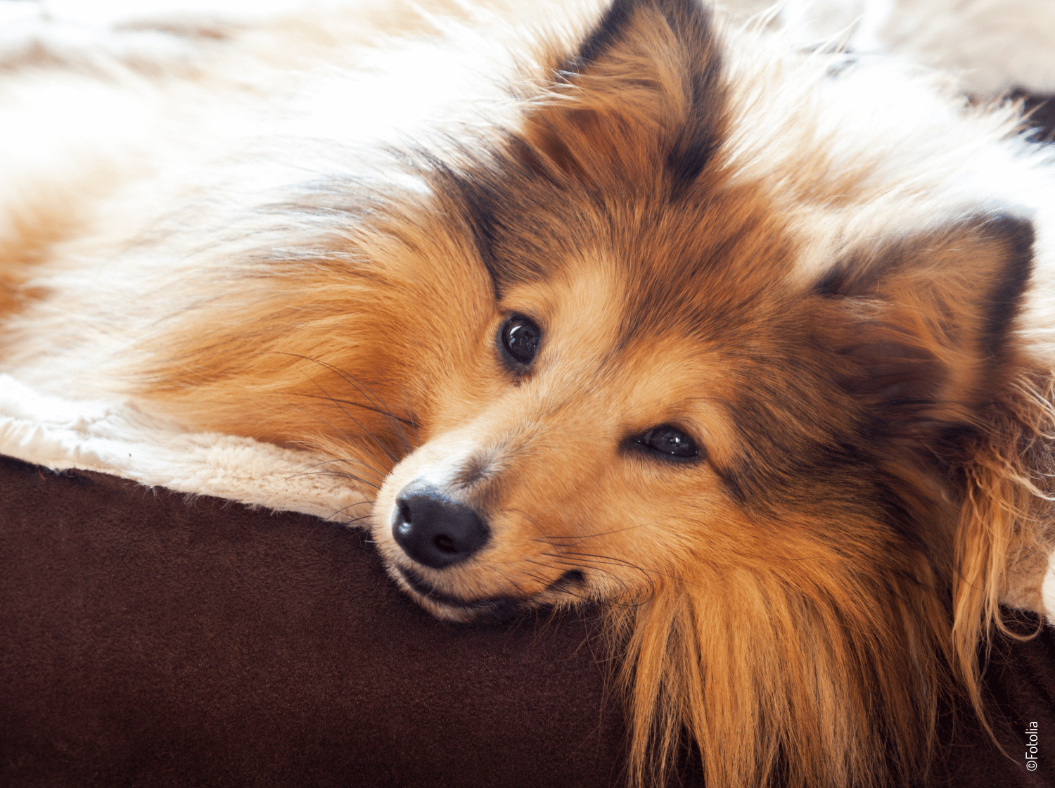 Un chien avec sa tête sur un coussin