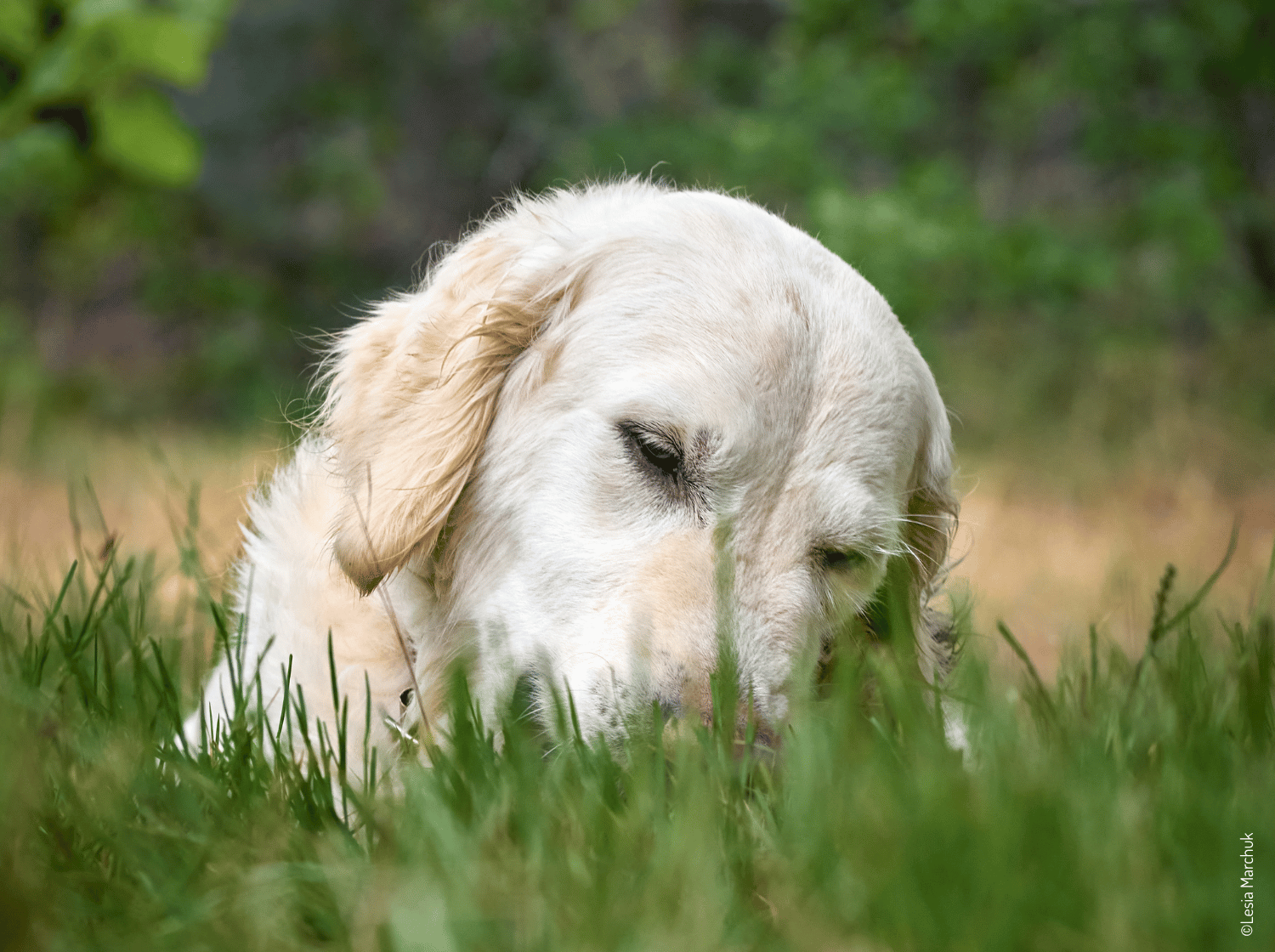 Un chien avec le museau dans l'herbe