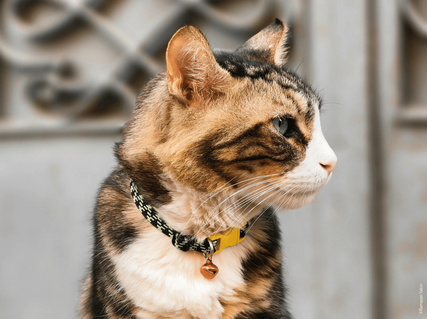 Chat tigré avec collier et clochette, vu de profil