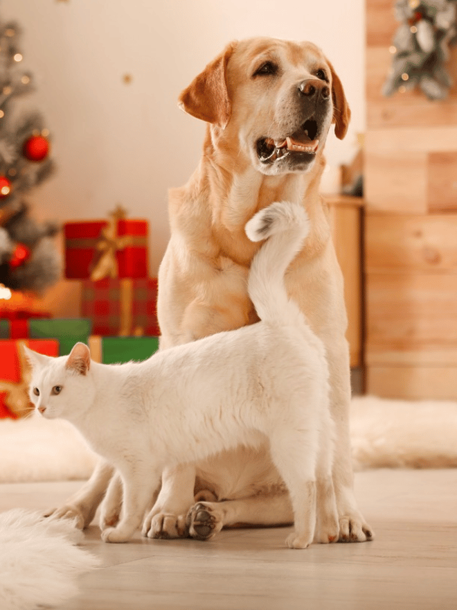 Chien assis avec un chat blanc devant un sapin de Noël et des cadeaux