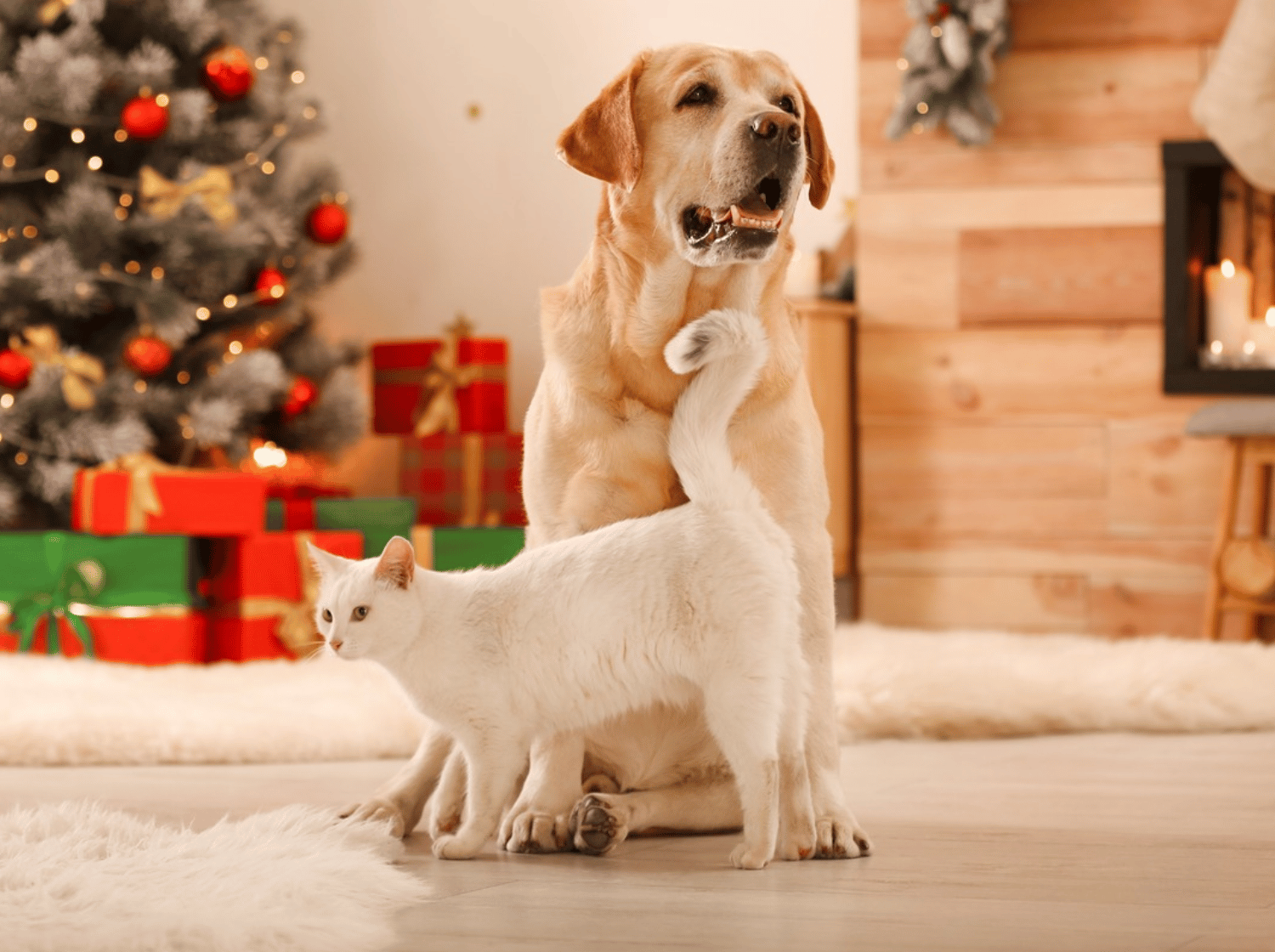 Chien assis avec un chat blanc devant un sapin de Noël et des cadeaux