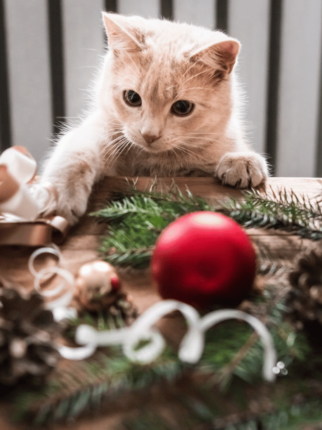 Chat beige jouant avec des décorations de Noël sur une table