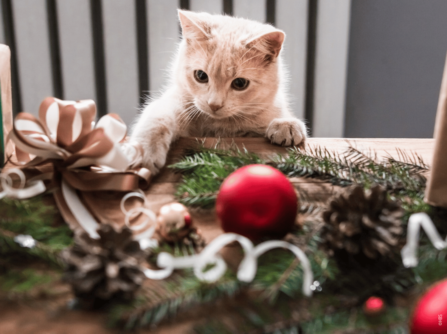 Chat beige jouant avec des décorations de Noël sur une table