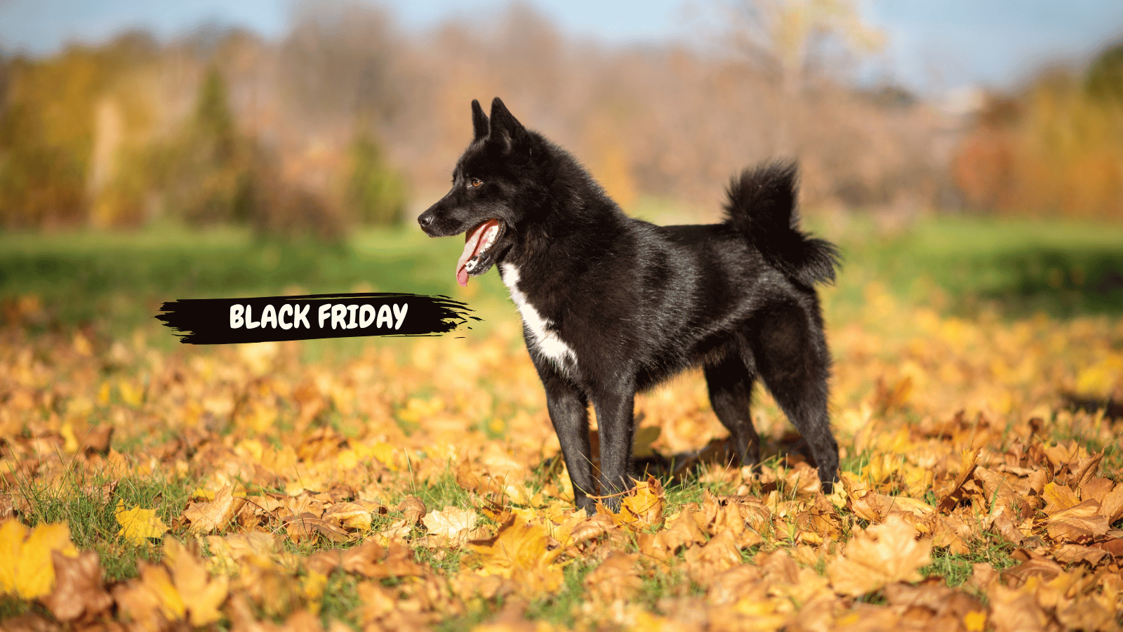 Chien noir debout sur des feuilles d’automne