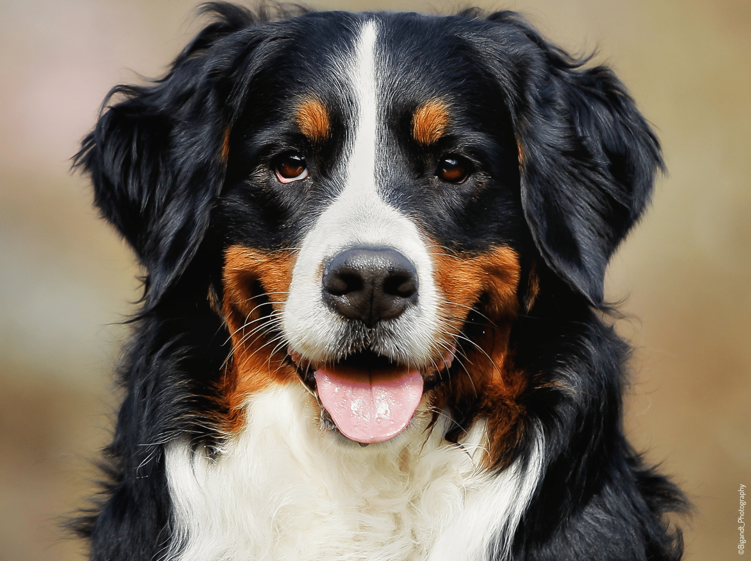 Portrait d’un bouvier bernois avec la langue sortie