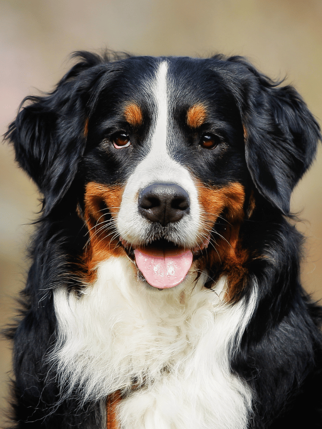 Portrait d’un bouvier bernois avec la langue sortie