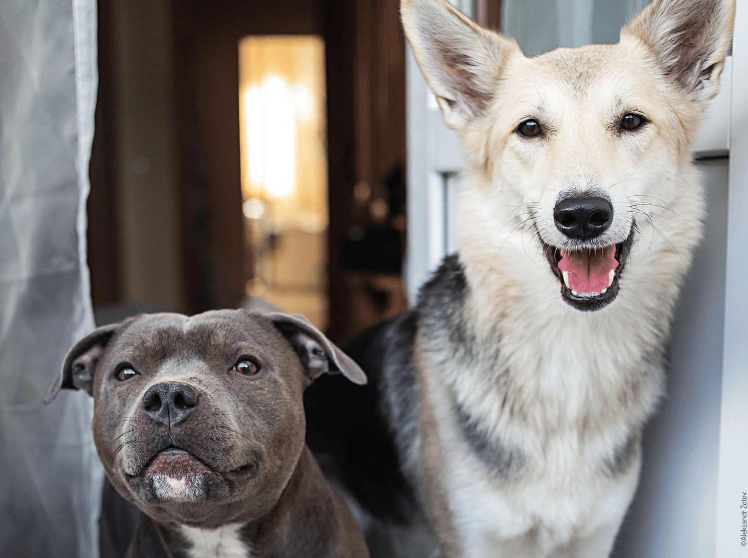 Deux chiens debout près d'une porte, à l'intérieur d'une maison