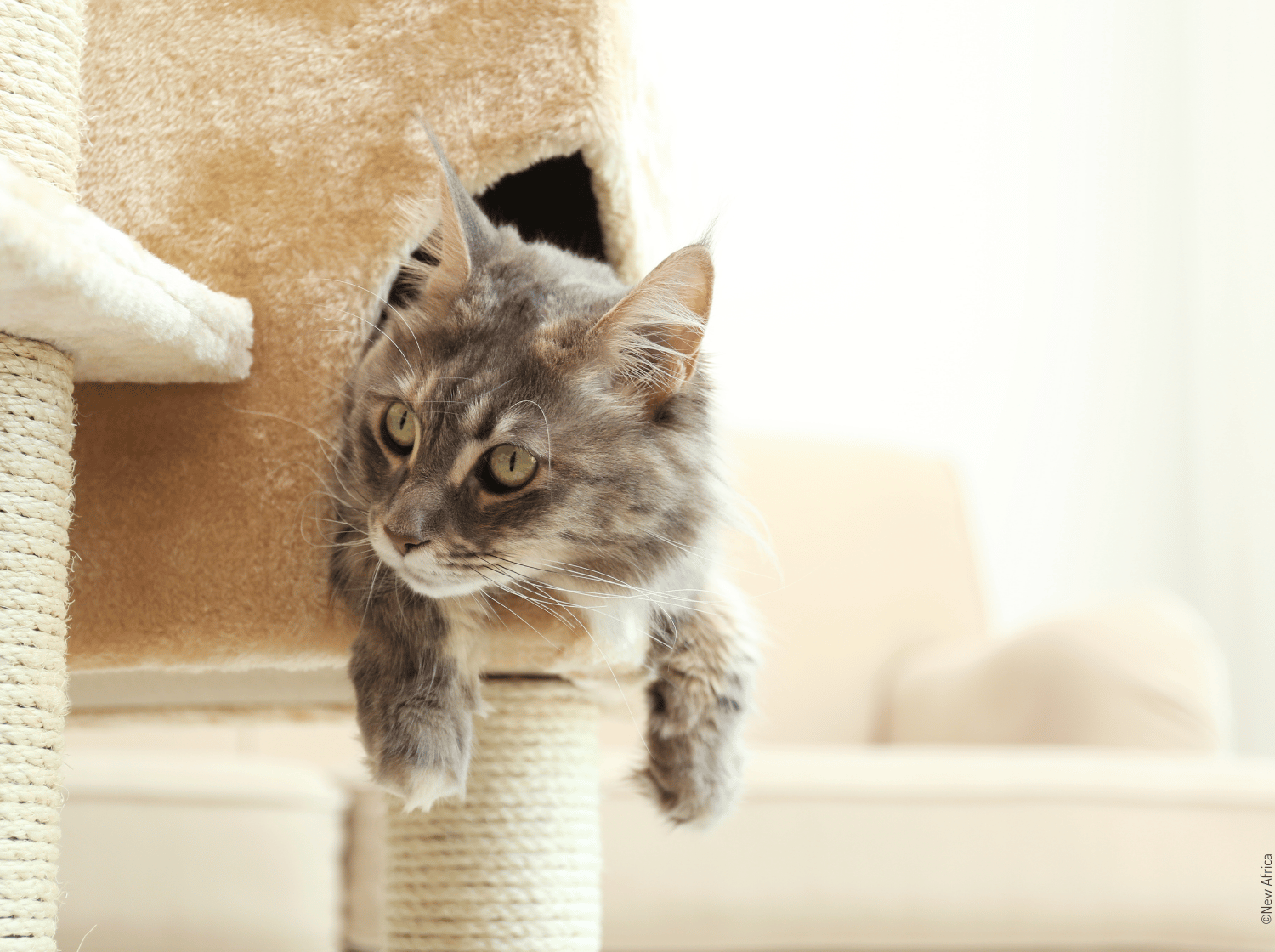 Chat gris tigré allongé sur un arbre à chat en sisal et peluche beige