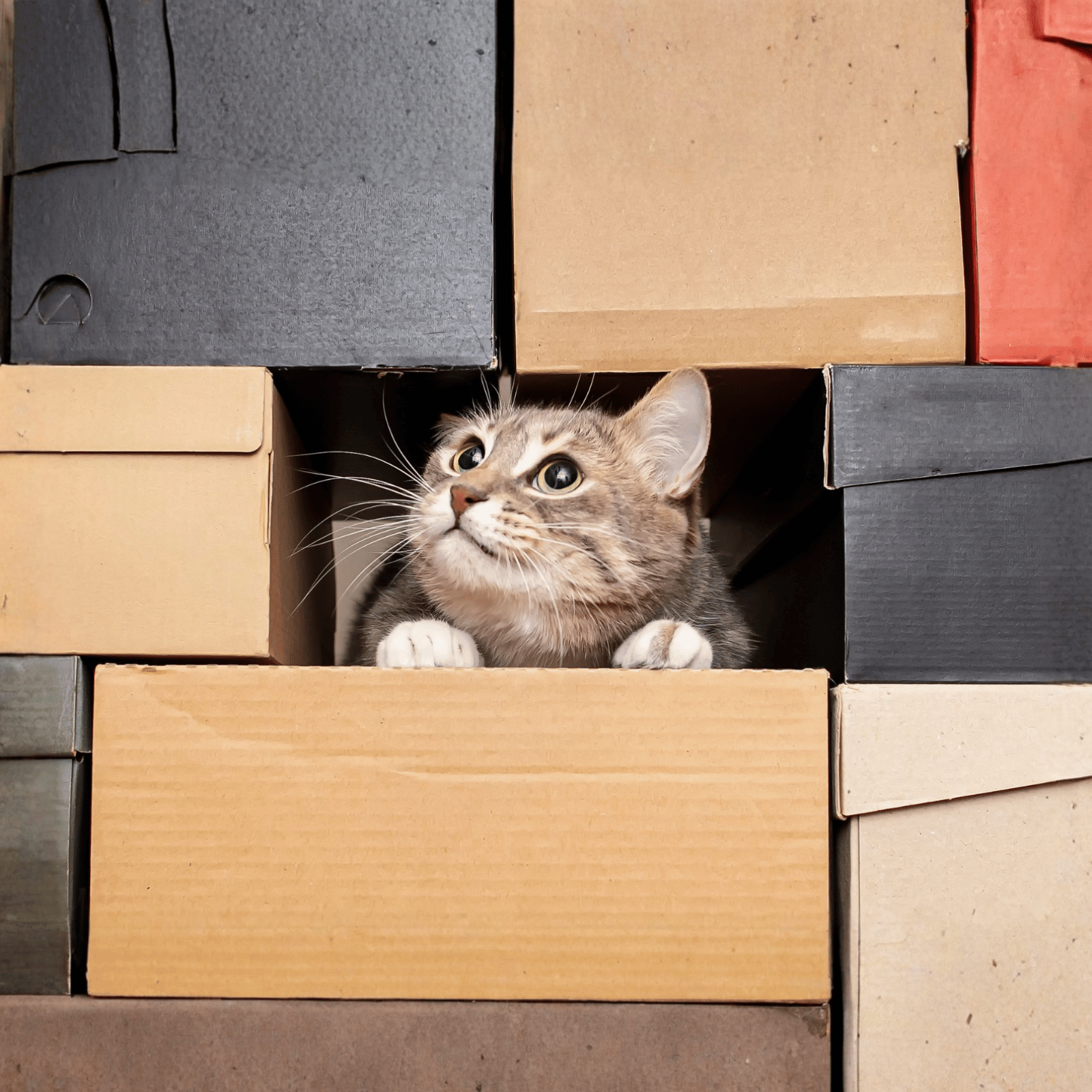 Chat_carton_livraison_offerte_SLIDER