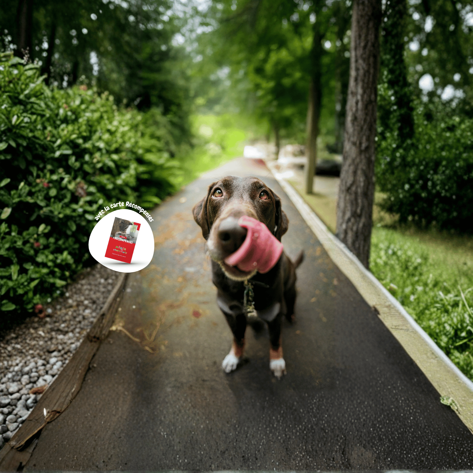 9+1_Croquettes_chien_SLIDER