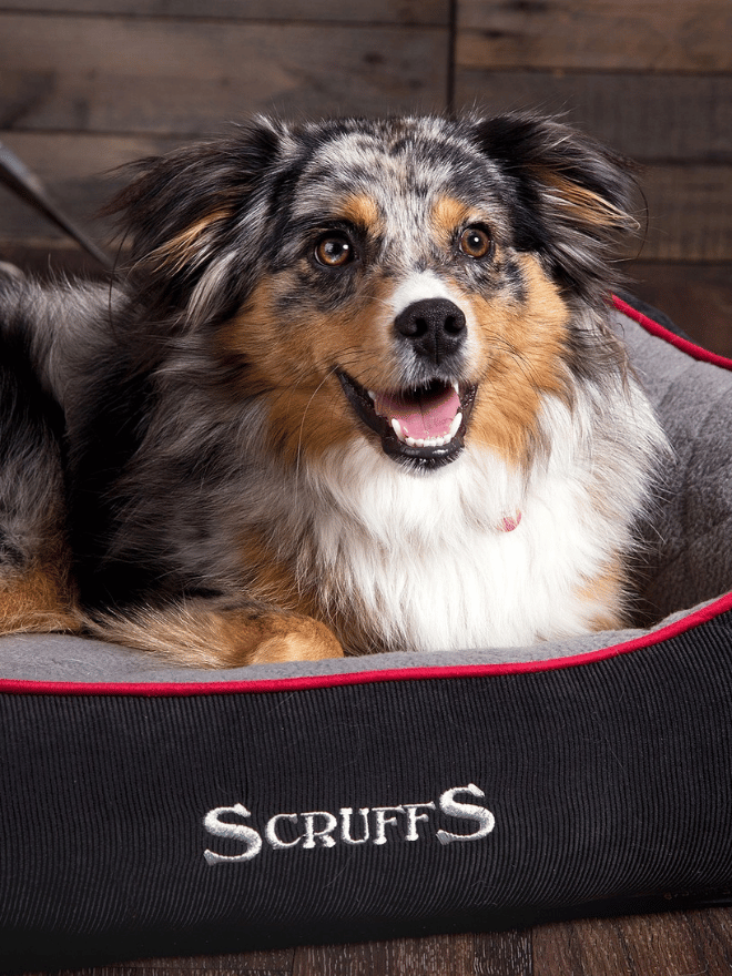 Chien-couchage-scruffs-INDEX
