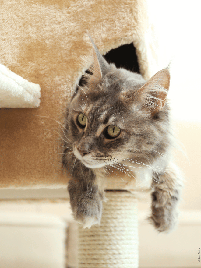 Chat gris allongé sur un arbre à chat, la tête et les pattes pendantes hors de la niche - INDEX