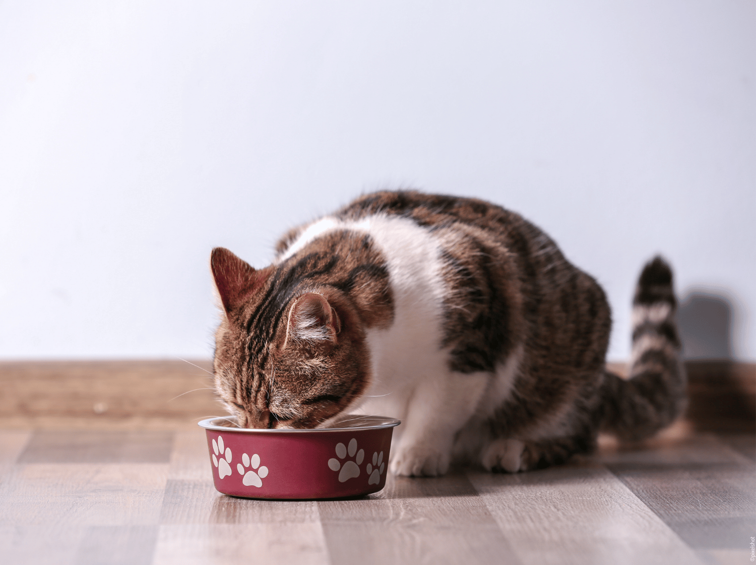 Un chat au pelage noir et blanc qui mange dans une gamelle rouge