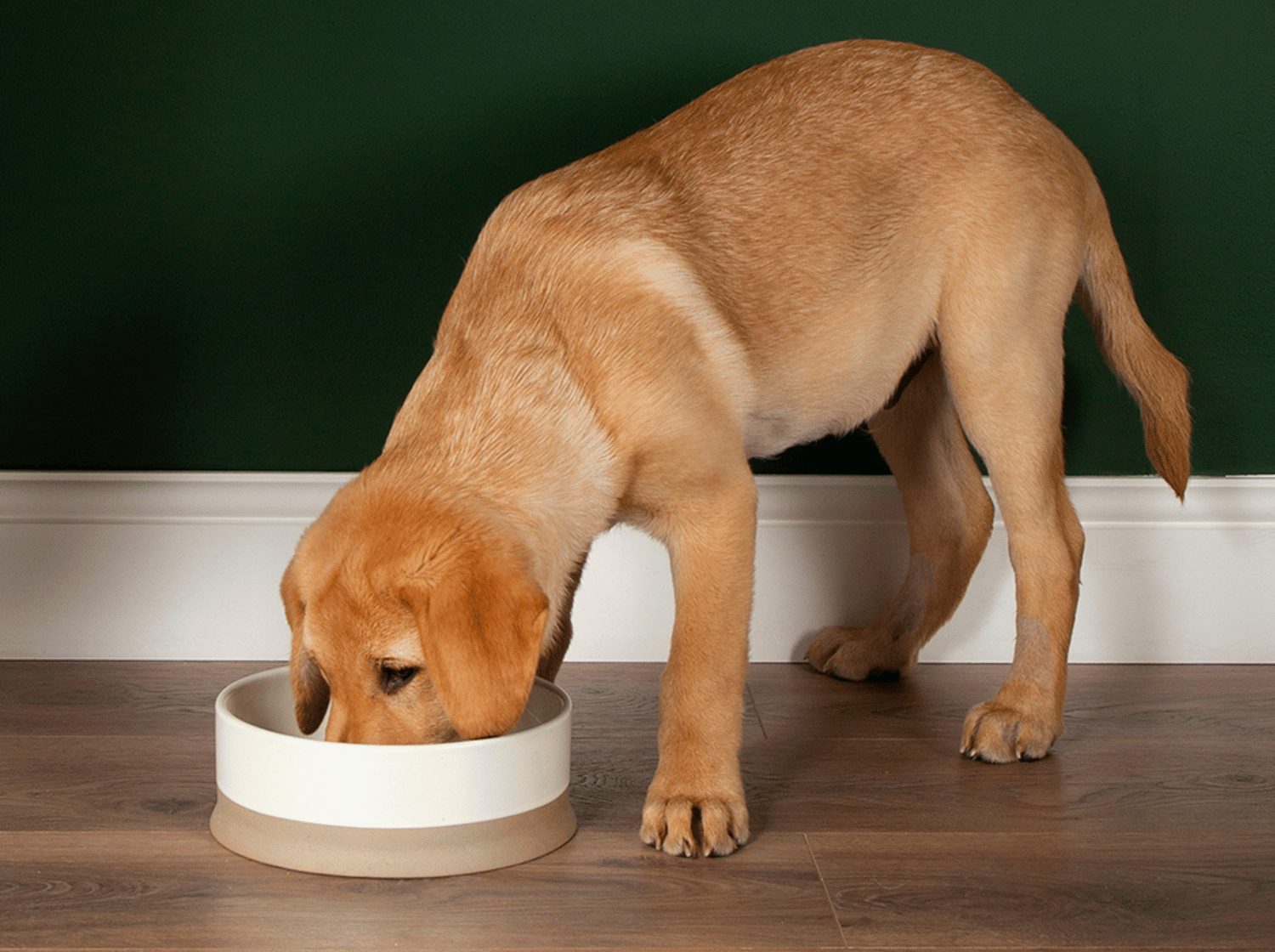 Chien qui mange dans sa gamelle