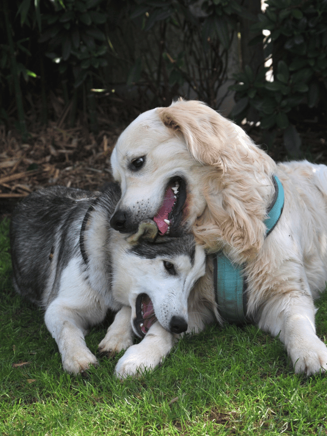 Deux chiens qui jouent ensemble
