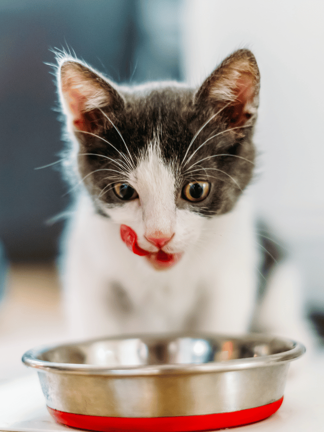 Un chat blanc et gris qui tire la langue sur sa gamelle