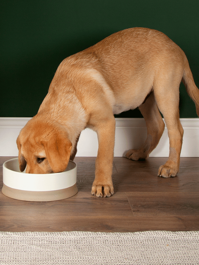 Chien qui mange dans une gamelle