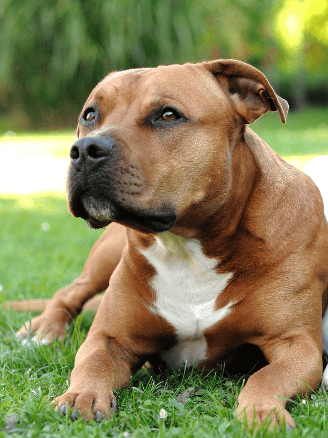 American Staff sur herbe - INDEX