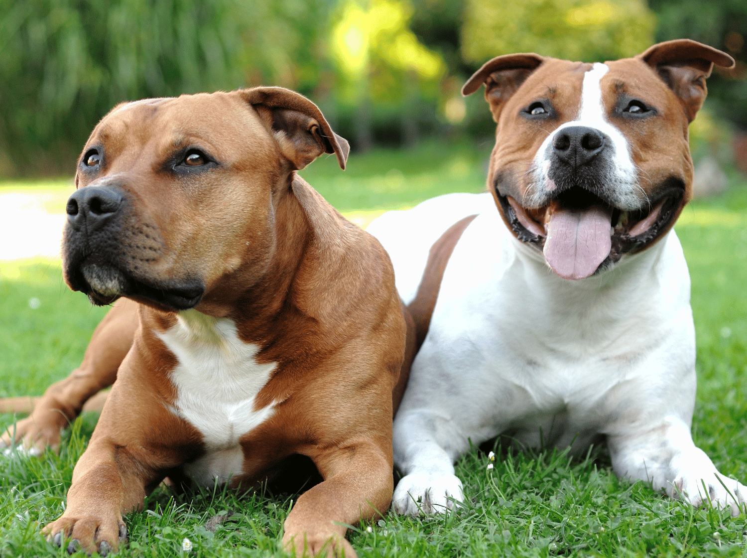 Deux-American-Staff-herbe-SOMMAIRE