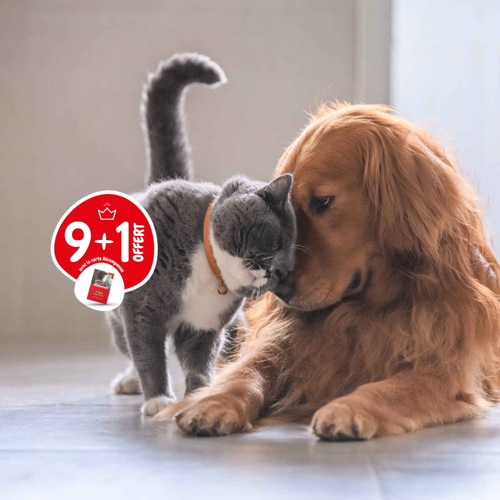 croquettes-chien-chat-9+1