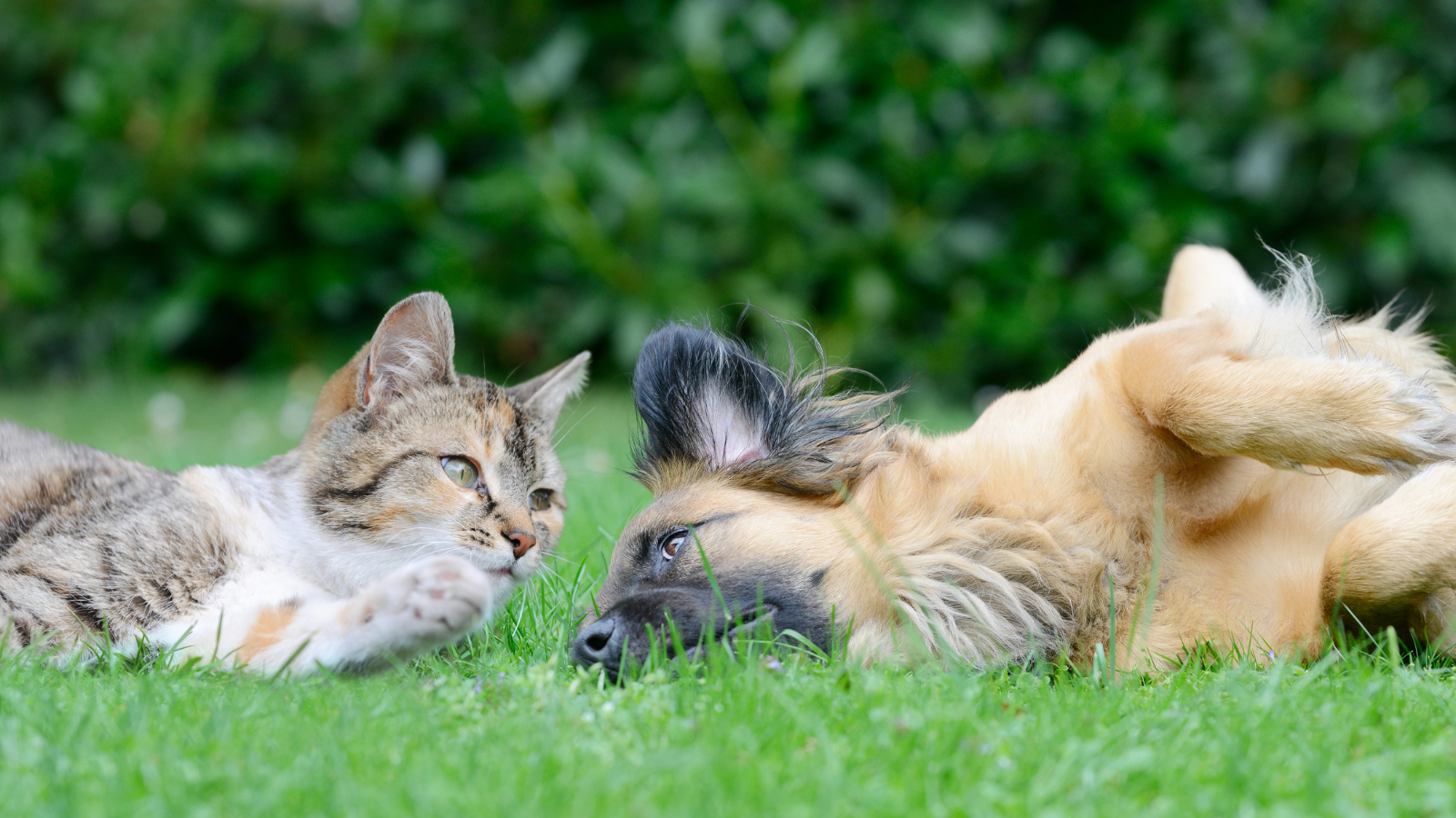 Un chien et un chat allongés dans l'herbe