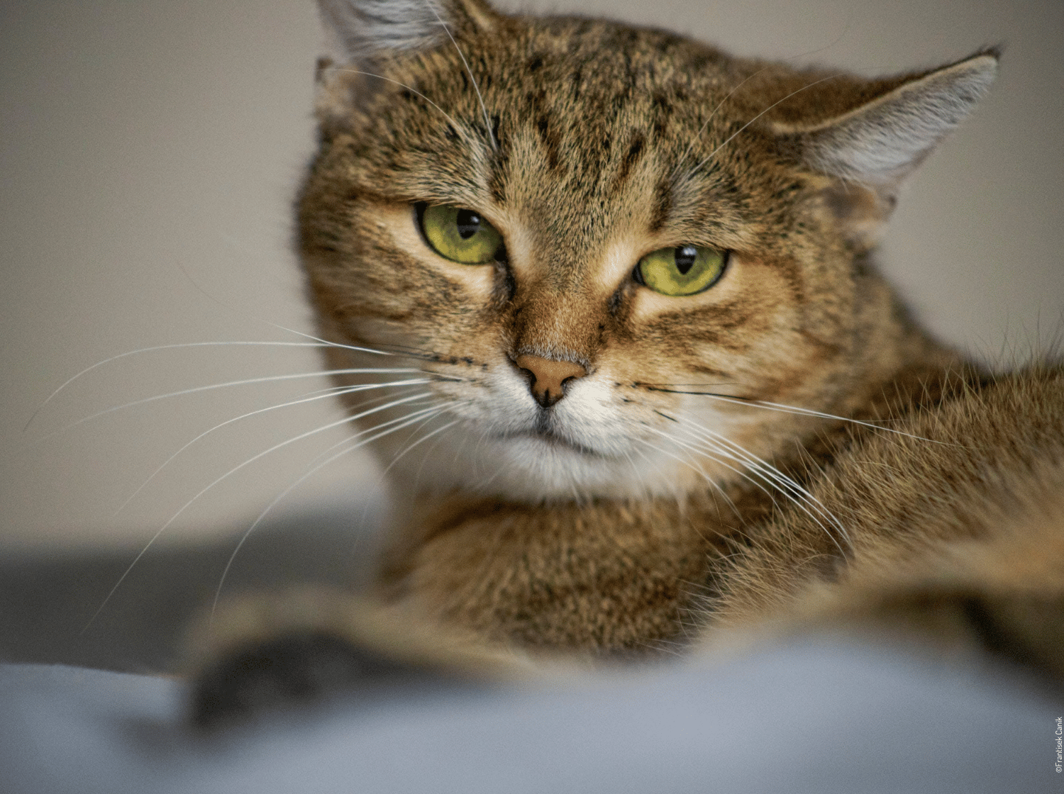 Chat au pelage tigré et aux yeux verts - Visuel SOMMAIRE