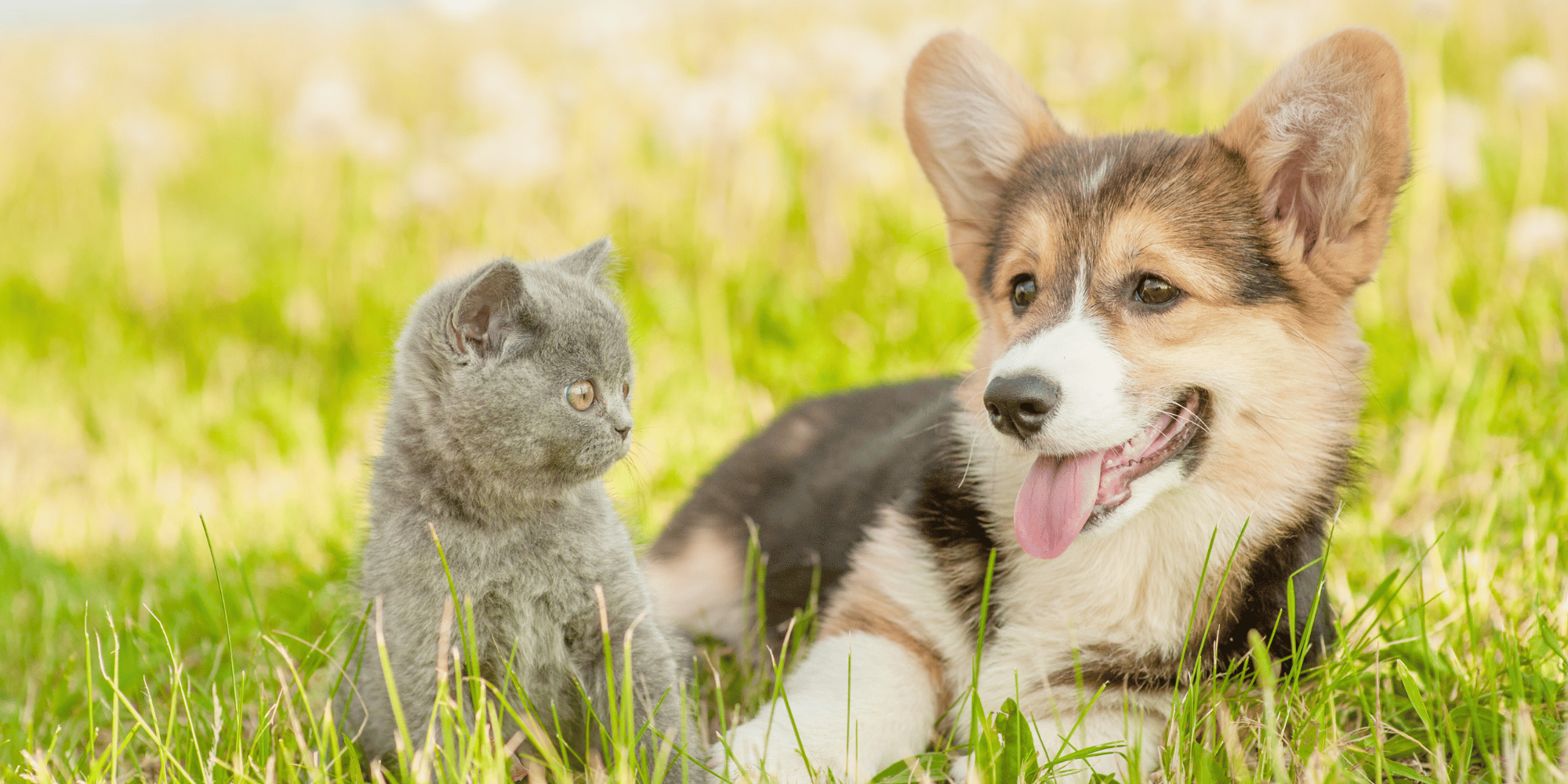 Un chien et un chat assis dans l'herbe