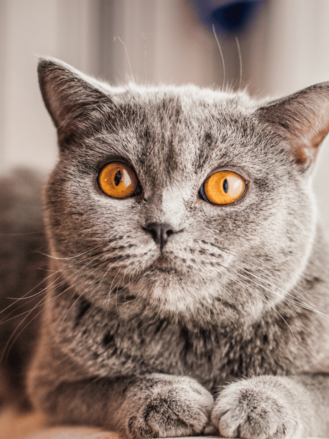 Un chat gris allongé avec des yeux ambrés