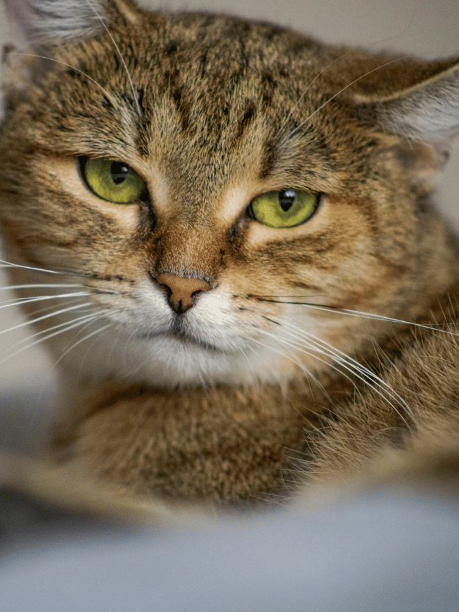 Chat tigré au pelage brun