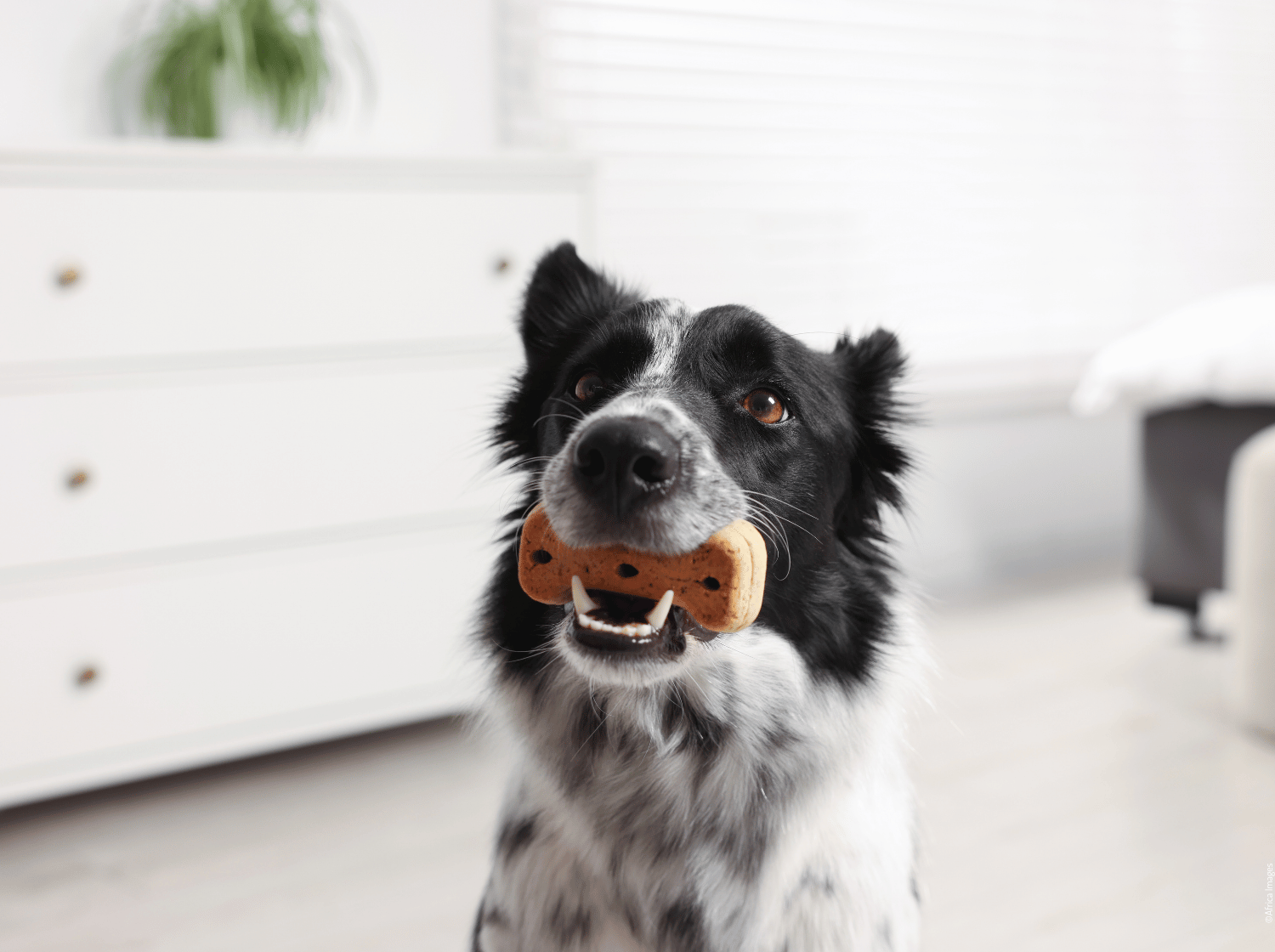 Un chien noir et blanc tenant une friandise en forme d'os dans sa bouche - Sommaire
