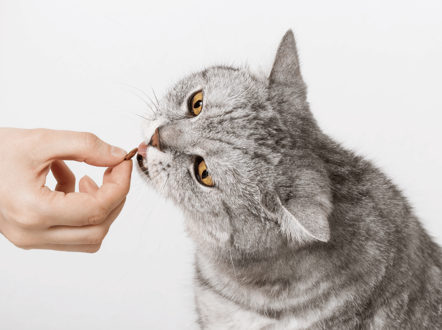 Chat gris recevant une friandise - Sommaire