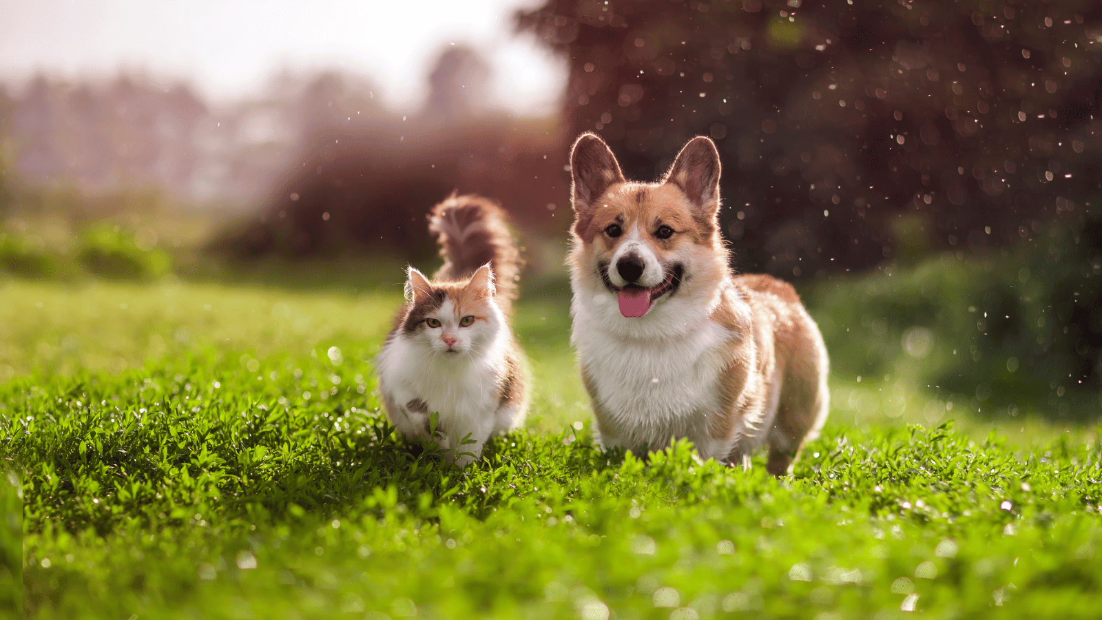 Module Mise en avant CTA (DESKTOP)_OP ANTIPARA