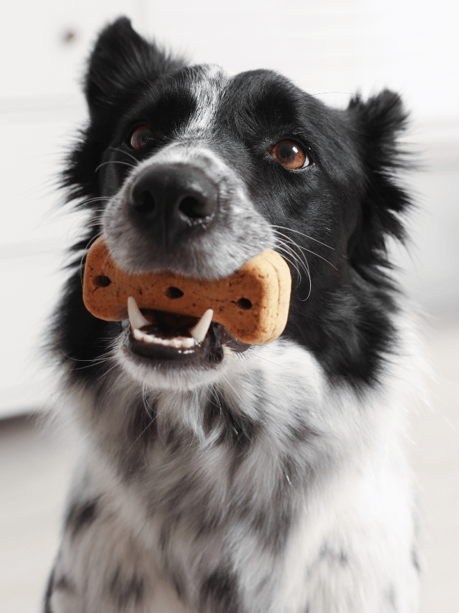 Un chien avec une friandise en forme d'os dans la bouche
