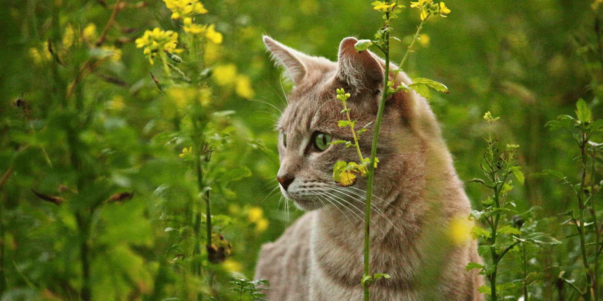 Chat dans les herbes