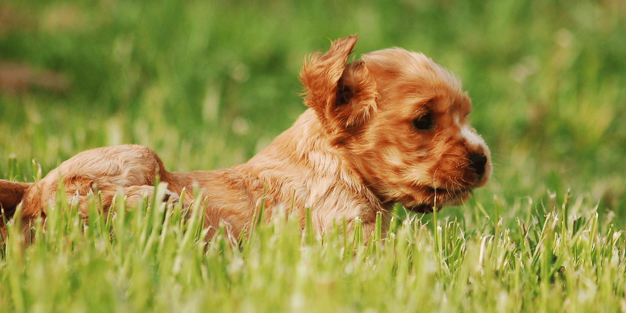 Chien dans les herbes