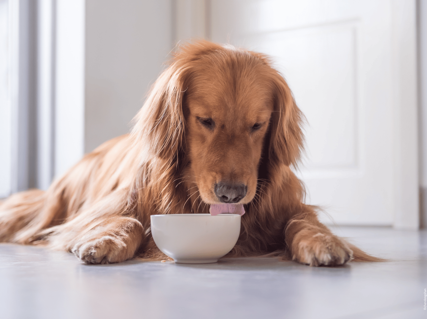 Un chien couché léchant un bol