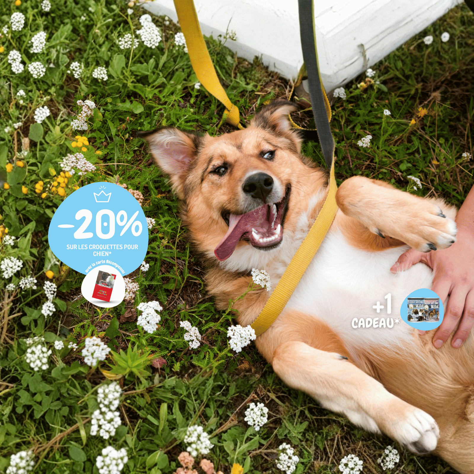 Chien allongé sur l'herbe avec une laisse jaune