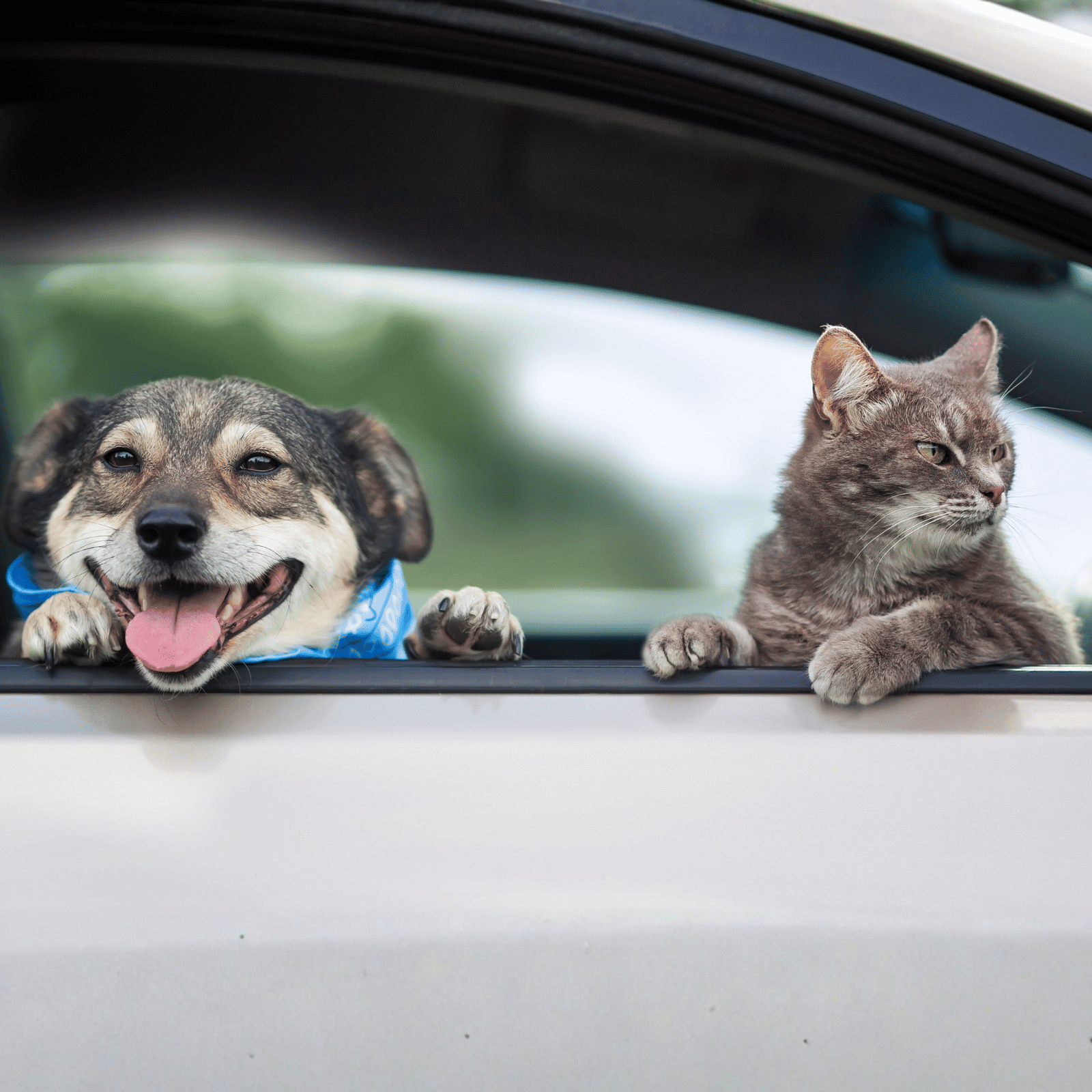 Un chien et un chat dans une voiture