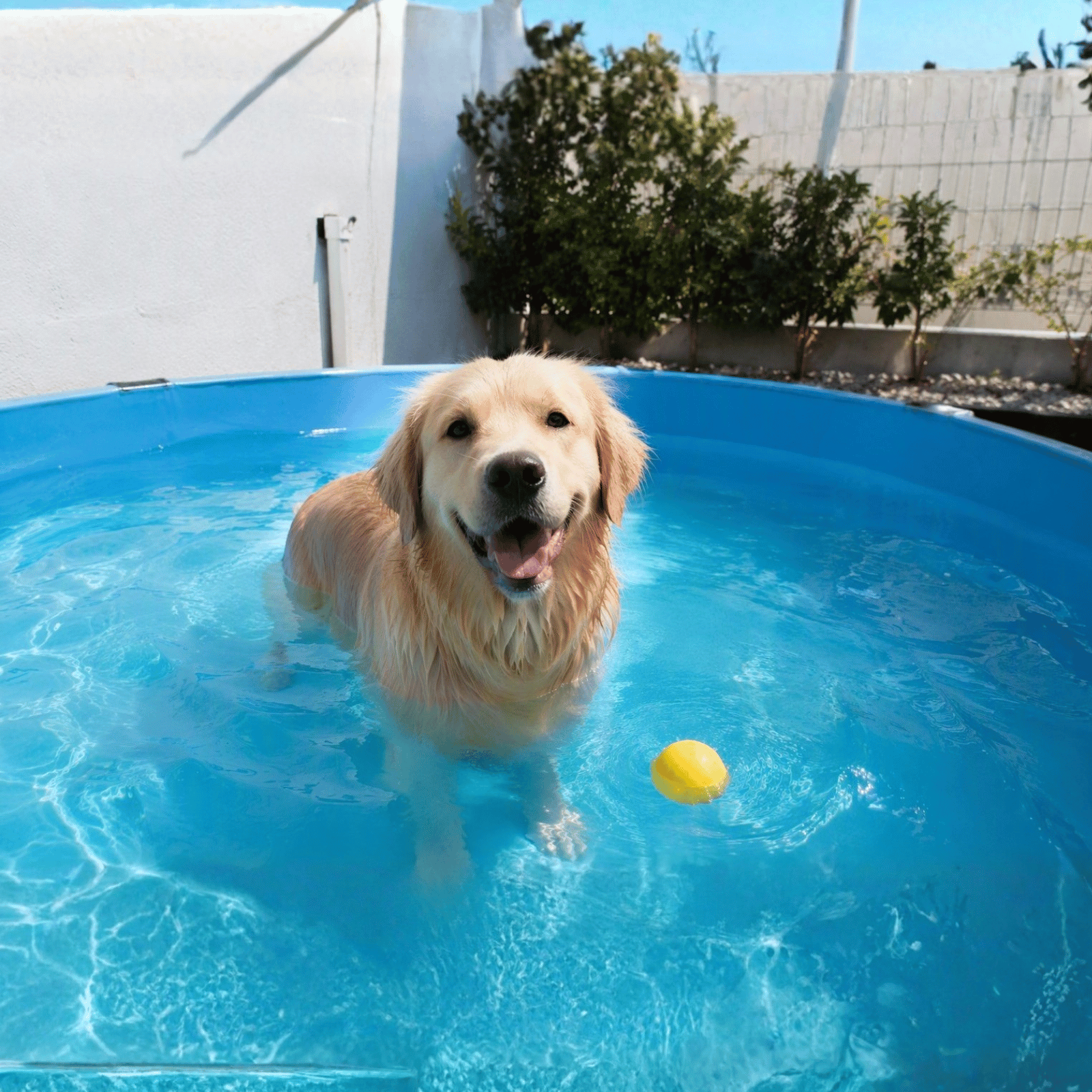 Chien dans une piscine