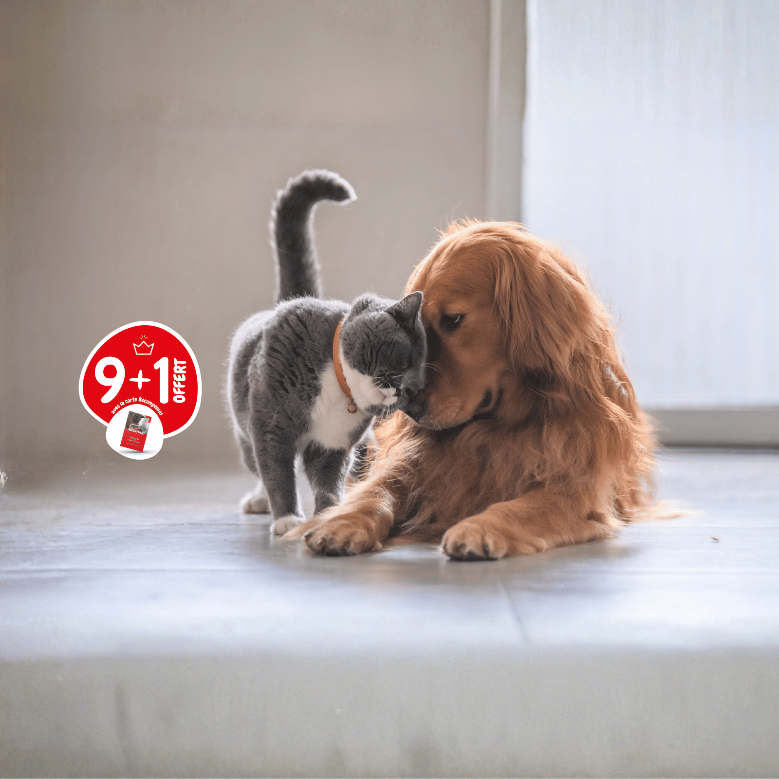 croquettes-chien-chat-9+1