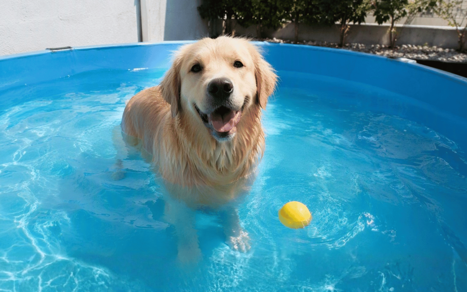 Chien dans une piscine