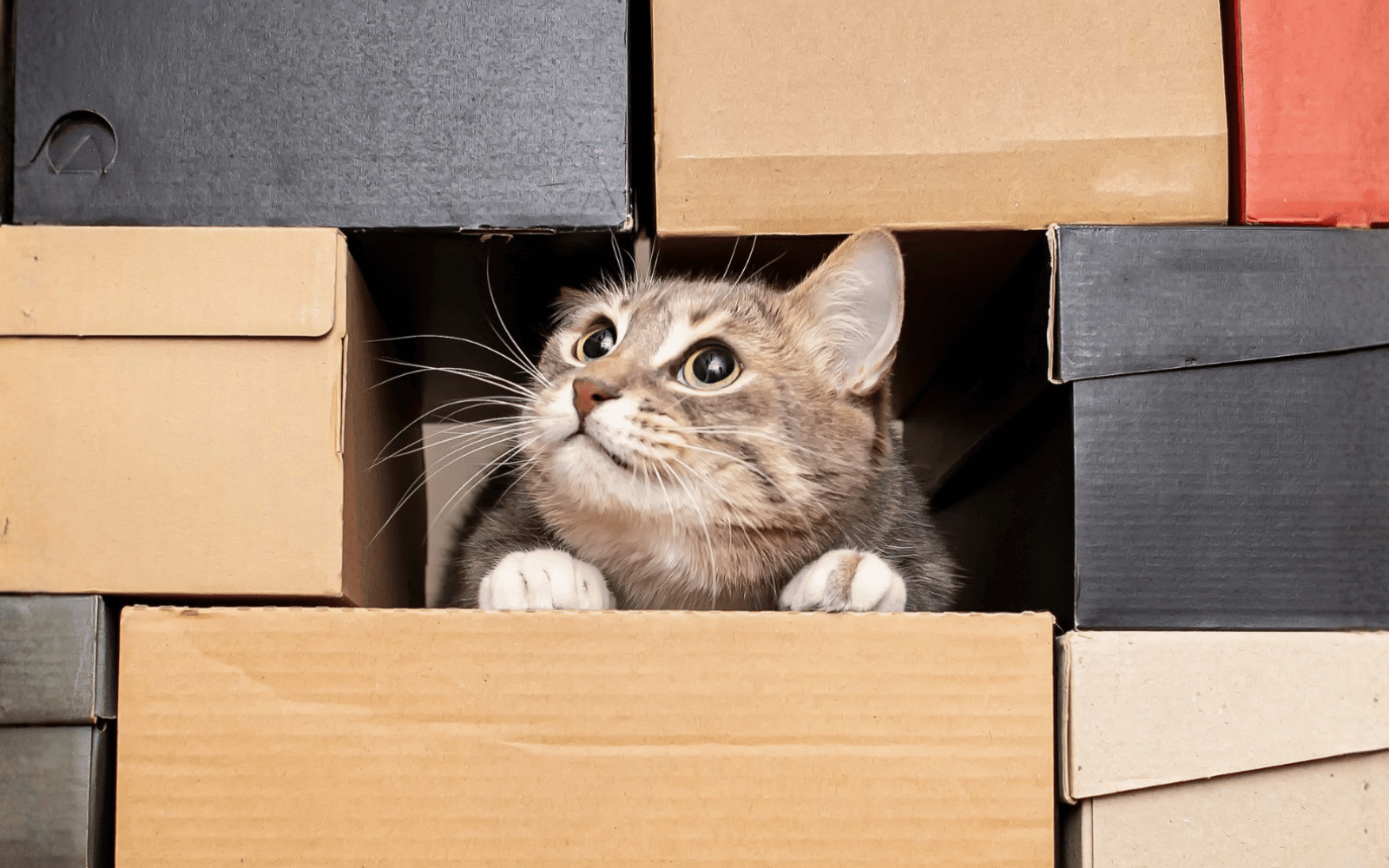 Chat_carton_livraison_offerte_SLIDER