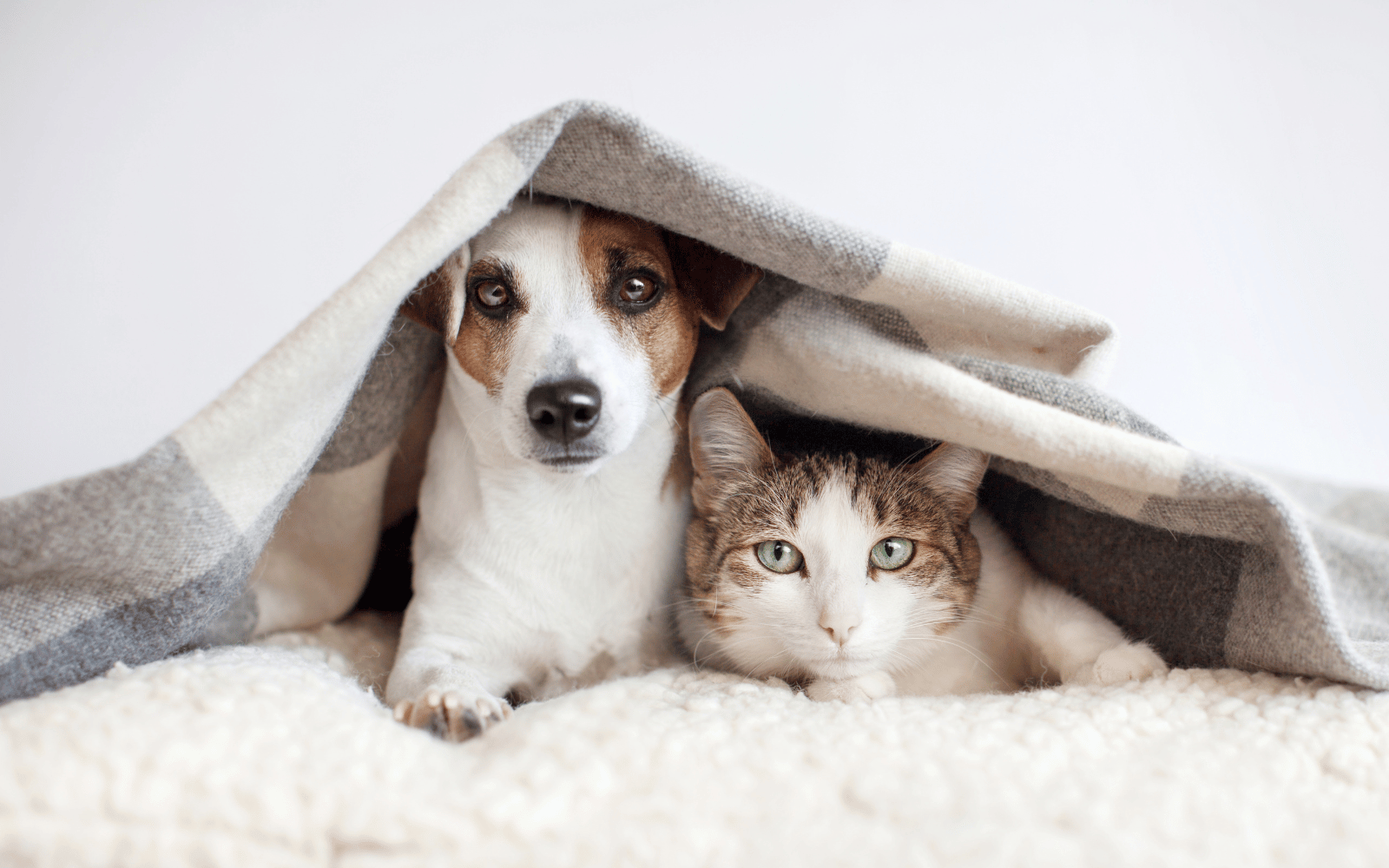 Un chat gris et un chien roux allongés sur le sol